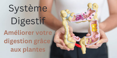Digestion: toutes les plantes qui améliorent la digestion: brulure d'estomac, diarrhée, constipation, dyspepsie...